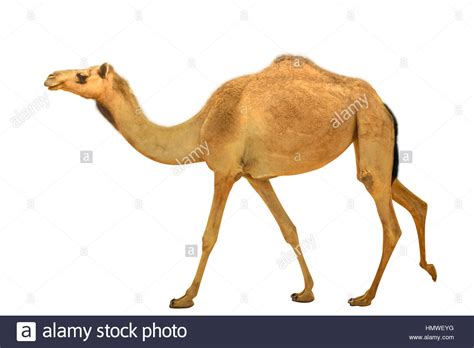 Dies ist eine kleine gehäkelte ein bucklig kamel. Kamel Dromedar isoliert Stockfoto, Bild: 133326244 - Alamy