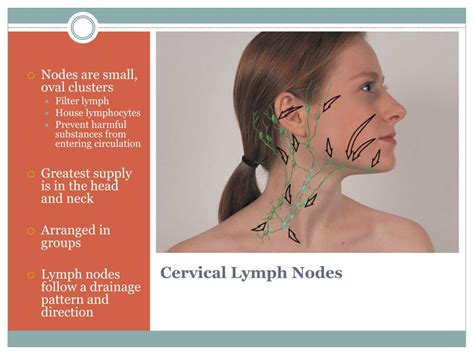 Ppt Lymphatic Assessment Powerpoint Presentation Free Download Id