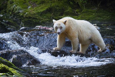 The Great Bear Rainforest Canadas T To The World National Observer