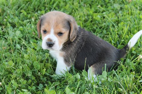 Beagle Puppies For Sale | Clare, MI #220495 | Petzlover