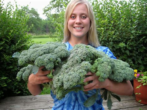 How To Grow Broccoli Broccoli Harvest Time Growing Broccoli