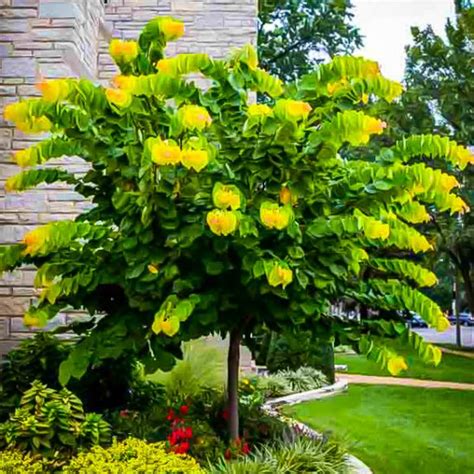 As my garden grows in size with plants, so does my app. The Rising Sun Redbud Trees For Sale | The Tree Center™