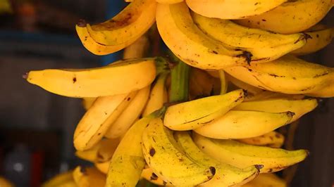Chengalikodan Nendran Banana Banana Varieties Of Kerala Kerala Gi