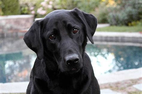 11 Things You Should Know About The British Labrador Your Dog Advisor