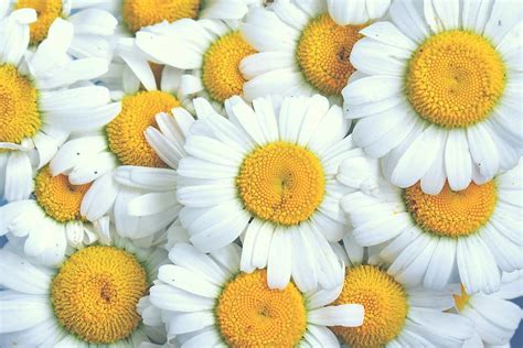 Hd Wallpaper Daisy Chamomile Flowers White Flowers Yellow Center