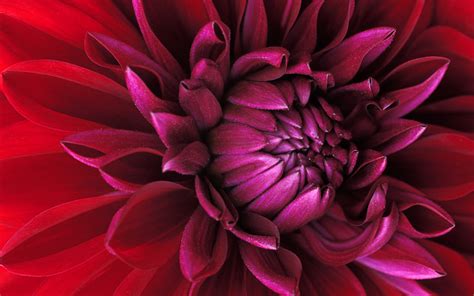 27 Flower Wallpapers For Windows 10 Wallpapersafari