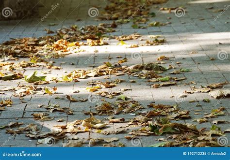 Yellow Autumn Leaves On The Sidewalk Road Stock Image Image Of