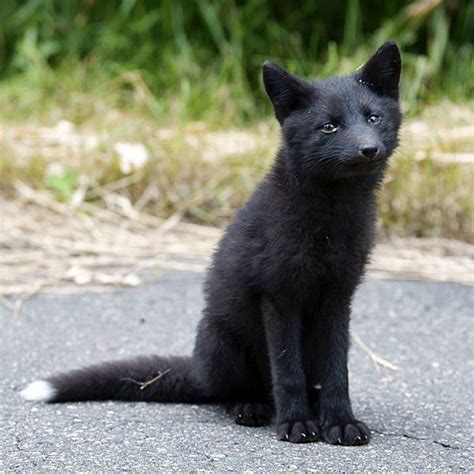 Cute Baby Black Fox In 2020 Animals Beautiful Pet Fox Cute Animals