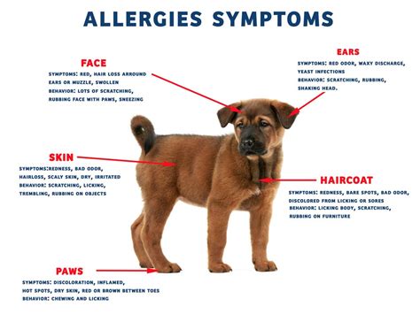 What Are The Symptoms Of A Food Allergy In Dogs