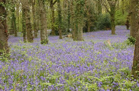 Bluebells Pamphill Tanya Hart Flickr