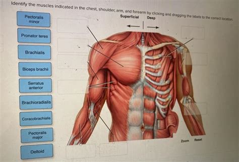 Solved Identify The Muscles Indicated In The Chest Chegg Com