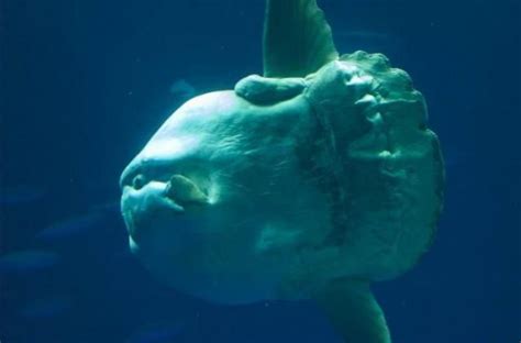 Ocean Sunfish Facts Characteristics Habitat And More Animal Place
