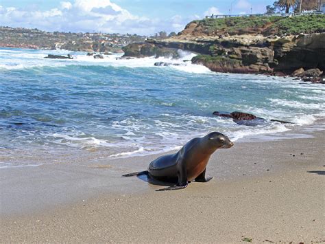 The Best Place To Sea Lions La Jolla Cove American