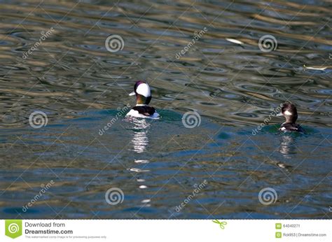 Pair Of Bufflehead Ducks Swimming In The Still Pond Waters Stock Image