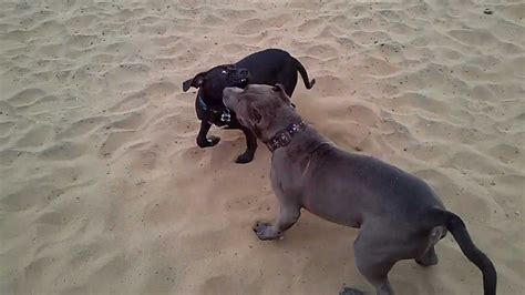 5 Month Pit Bull Puppies Play Fight At Sf Beach Youtube