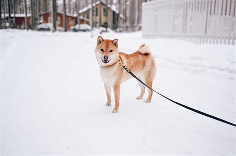 Premium Photo Portrait Of A Red Shiba Inu Dog With Black Leash In