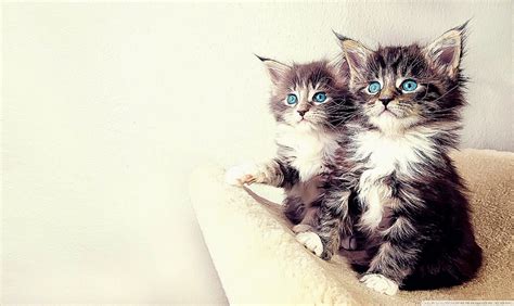Kittens Desktop Background Photo Wallpapers