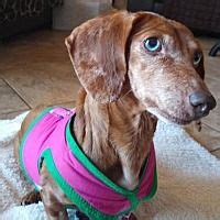 Likewise, they need loving and patient families to help them adjust to a new life. Available pets at Dakota Dachshund Rescue in Sioux Falls ...
