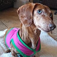 When sioux arrived she was so starved and skinny that she could pass right through our regular 4×4 inch cage panels, so we had to put her in an enclosure built with 2 inch wire after sioux and lakota arrived at big cat rescue, they were taken in for a medical exam. Available pets at Dakota Dachshund Rescue in Sioux Falls ...