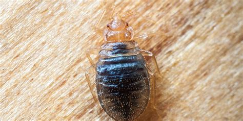 Could You Spot Bed Bugs In A Hotel Room Consumer Health News Healthday