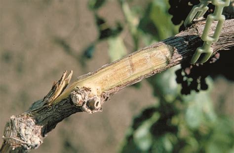Verticilium Wilt Excerpt From Grape Pest Management Lodi Growers