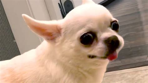 Angry Chihuahuas Are Hilariously Cute Funny Pet Videos Youtube