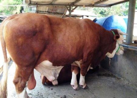 Sapi limosin memiliki harga jual yang juga cukup tinggi di indonesia, yaitu; Denah Kandang Sapi Limosin / 24 Desain Konstruksi Kandang ...