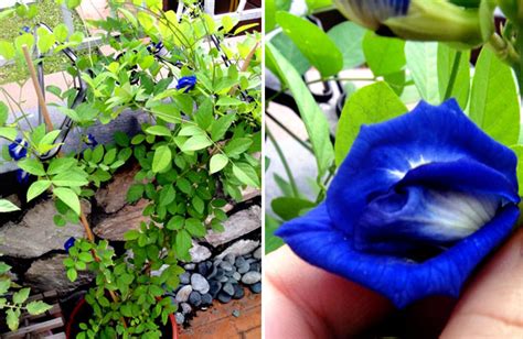 It is often used as a food coloring in both sweet and savory dishes. Blue rice with butterfly-pea flower - JewelPie