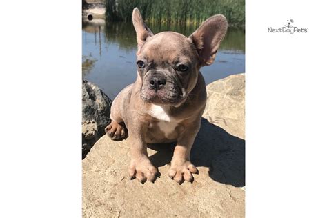 We sell almost every frenchie color. Sold Blue Merle : French Bulldog puppy for sale near ...