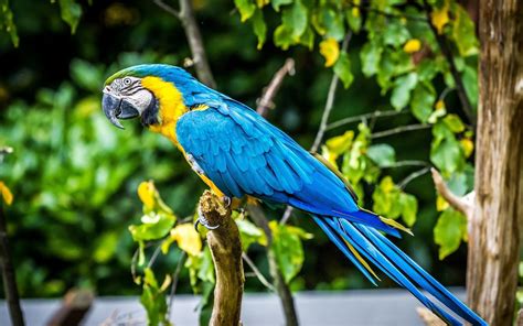 Blue Macaw Bird Parrot Birds Animals Macaws Hd Wallpaper