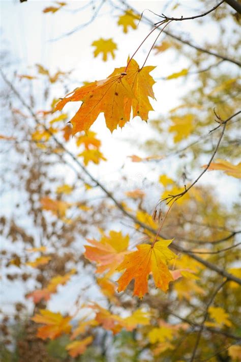 Autumn Maple Leaves Stock Image Image Of Growth Bright 7057697