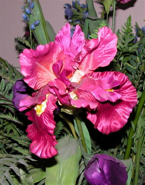 Pink Iris Natures Looking Glass