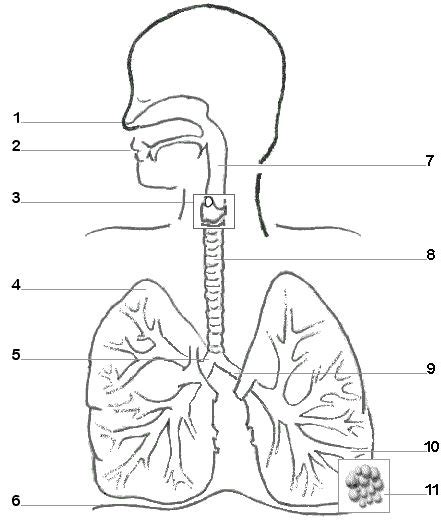 Respiratory System Blank Worksheet | Respiratory system, Human