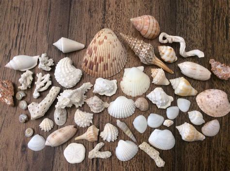 Sea Shell And Coral Assortment 50 Pieces Etsy