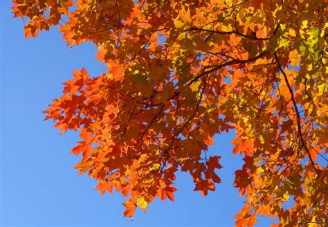 The Impact Of This Years Drought On Fall Foliage Season