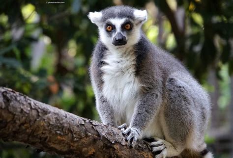 Exploretraveler The Ring Tailed Lemur Of Madagascar