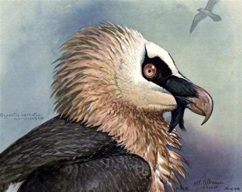 In cultural evolution, convergent evolution is the development of similar cultural adaptations to similar environmental conditions by different peoples with different ancestral cultures. New World (right) and Old World Vultures (left ...