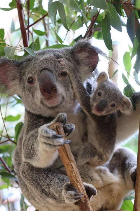 Amazing Wildlife Koala And Baby Photo Koalas Olivias Favorites