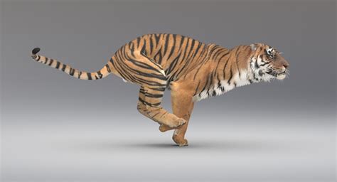 3d Tiger Rigger With Ornatrix Fur Model — Missset