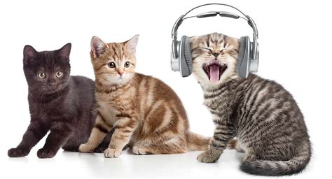 Add water to the dry food: Do Cats Like Music? Tunes For Kitties To Get Down To!