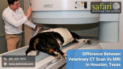 Difference Between Veterinary Ct Scan Vs Mri In Houston Texas Safari