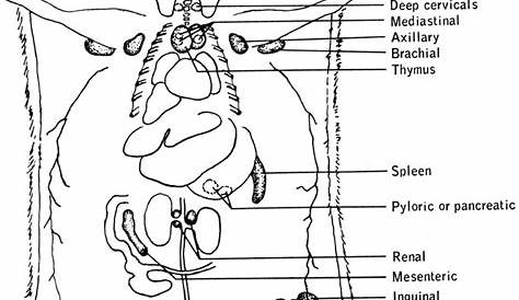 Biology of the Laboratory Mouse - Figure 13-4