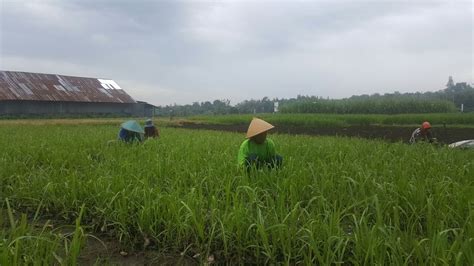 Sampaikan Rekomendasi Lahan Pertanian Berkelanjutan Di Sambas Kolaseid