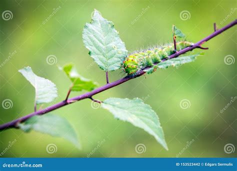 Close Up Big Green Worm Eating The Leaf On Tree Branch Stock Photo