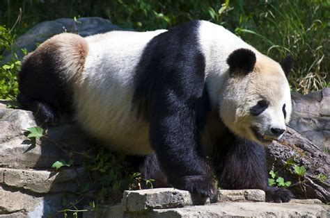 Angry Panda Flickr Photo Sharing