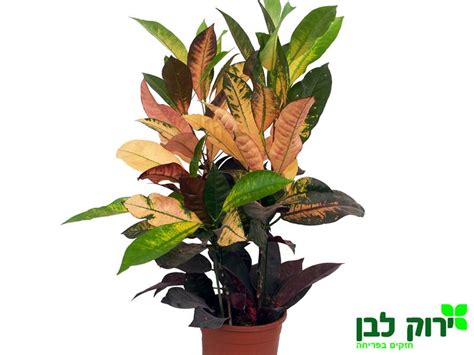 We did not find results for: צמחי בית ירוקים | ירוק לבן