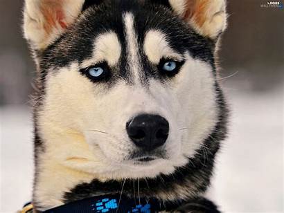 Husky Siberian Eyes Dog Dogs Wallpapers Published
