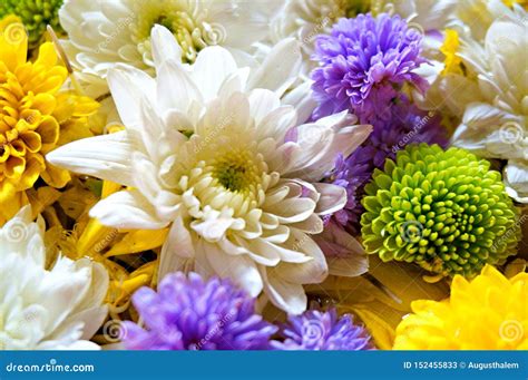 Closeup Of Group Of Various Flowers Stock Image Image Of Crop