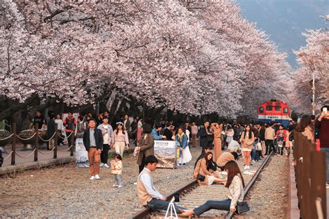 Hanami Festivals How Japan Welcomes The Spring Sakuraco