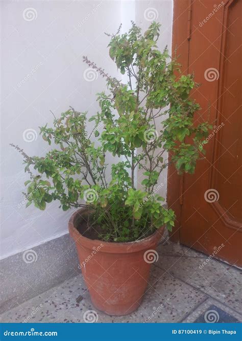 Tulsi Real Tree From In India Stock Image Image Of Beautiful India